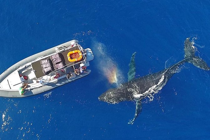 VIP Aloha Nui Snorkel Adventure w/ optional SCUBA from Lahaina - Floating Islands, lunch, and snacks: the “real vacation” part