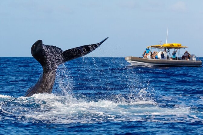 VIP Premiere Whale Watch Kaanapali Beach MAX 12 PASSENGERS - Price and Value: Is $129 Worth It?