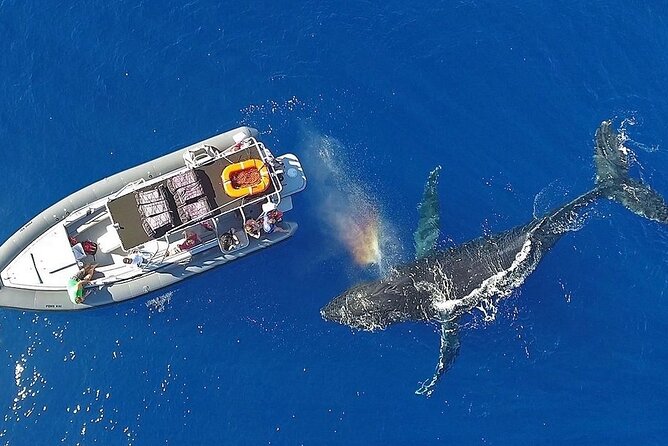VIP Premiere Whale Watch Kaanapali Beach MAX 12 PASSENGERS - Who This Whale Watch Suits Best (and Who Might Want a Different Option)