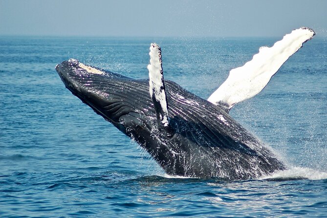 VIP Premiere Whale Watch Kaanapali Beach MAX 12 PASSENGERS - Should You Book VIP Premiere Whale Watch From Kaanapali?