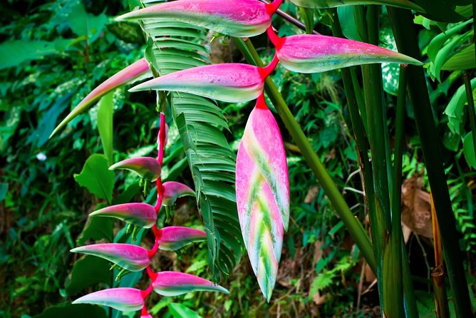 Waterfall, #1 On The Road to Hana, With Chocolate tour Historical - Who this tour fits best (and who should think twice)