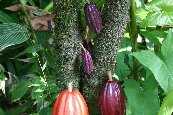 Waterfall, Rainforest, Chocolate Tour & Historical Sites - Kings Gardens: royal pathways, artifacts, and the vibe of old Maui