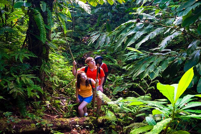 Waterfall, Rainforest, Chocolate Tour & Historical Sites - Should you book this Maui waterfall, rainforest and chocolate tour?
