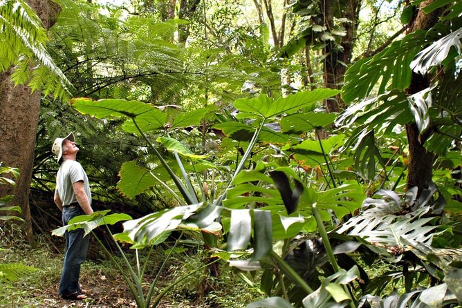 Waterfall & Rainforest Hiking Adventure with Hotel Pickup - Key Highlights You’ll Care About