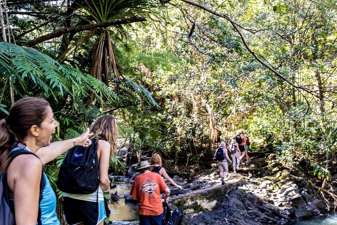 Waterfall & Rainforest Hiking Adventure with Hotel Pickup - Guides, Group Size, and Why Your Day Won’t Feel Rushed