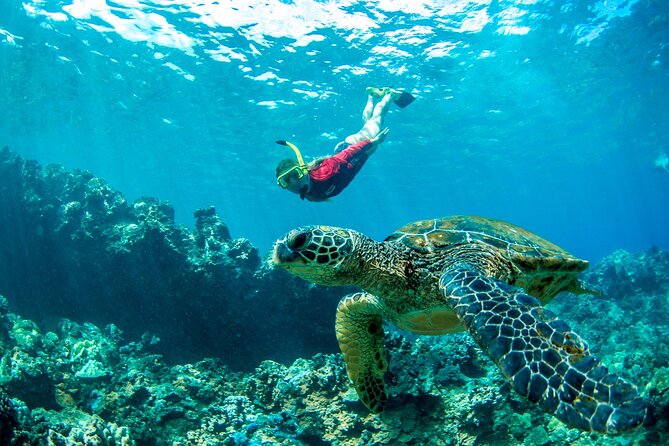West Maui Afternoon Snorkel from Ka’anapali Beach - What You Eat and Drink: Pupus That Feel Like a Meal