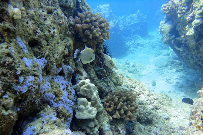 West Maui Snorkeling Experience by Boat from Ka'anapali - West Maui Snorkeling From Ka‘anapali: The Smart Small-Group Choice