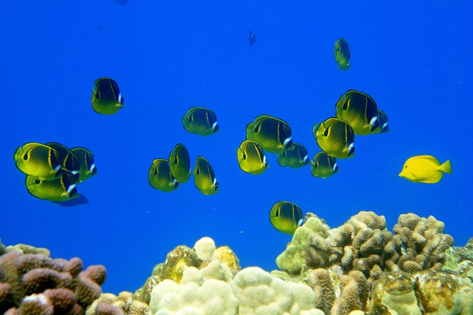 West Maui Snorkeling Experience by Boat from Ka'anapali - Food on the Boat: Banana Bread, Lunch, and Real Fuel