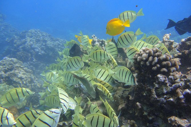 West Maui Snorkeling Experience by Boat from Ka'anapali - The 5-Hour Format: How the Timing Feels Day-Trip Friendly
