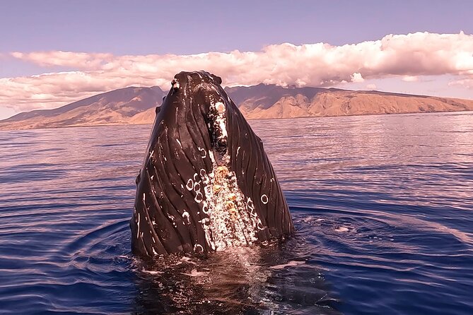 West Maui Sunset Whale Watch - Mala Boat Ramp Check-In: Get There Early (And Plan Shoes)