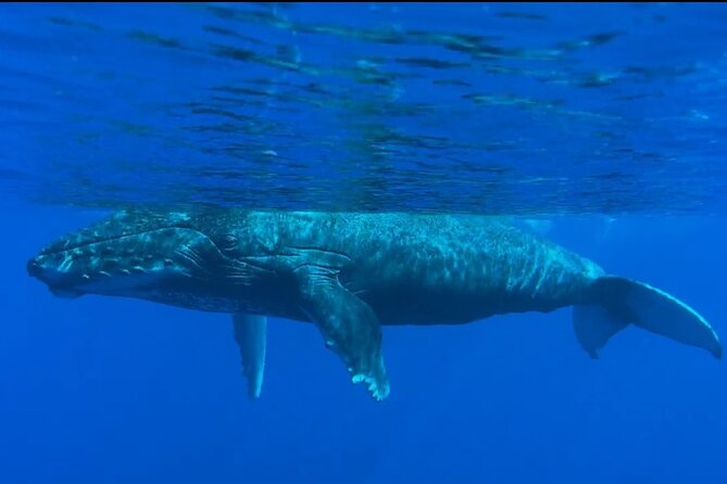 West Maui Sunset Whale Watch - Photo and Motion Tips: Getting Great Shots Without Stress