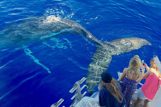 Whale Watch and Turtles Snorkel - Quick Hits Before You Go