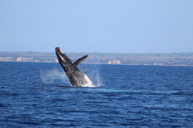 Whale Watch and Turtles Snorkel - What the Crew Does for Beginner Snorkelers