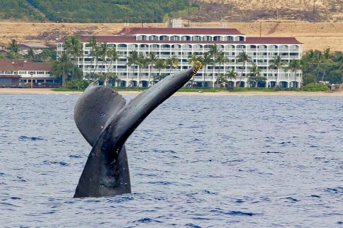 Whale Watching Experience - Quick Take: What Makes This Whale Watch Worth Your Time