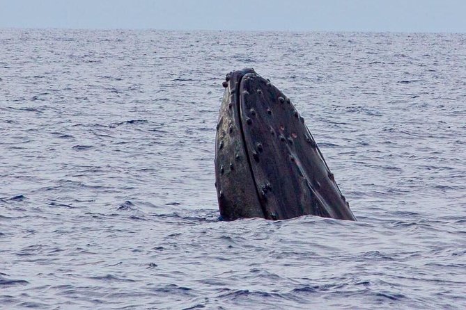 Whale Watching Experience - Kaanapali Beach Start: Getting Oriented Fast and Staying Comfortable