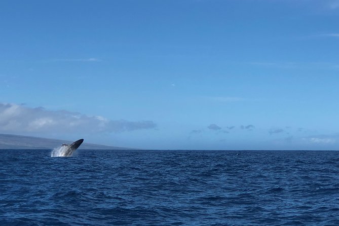 Whale Watching Experience - Humpbacks in Real Time: What You’ll Learn to Notice