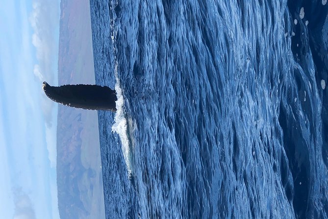 Whale Watching Experience - How the Crew Works the Water: Finding Whales and Keeping It Ethical