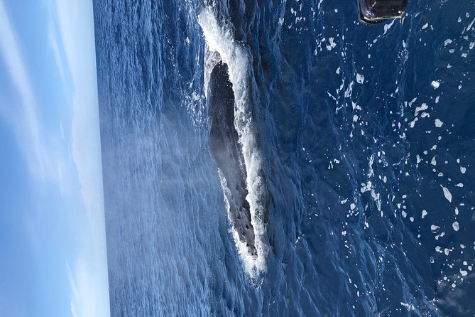 Whale Watching Experience - Comfort on Board: Drinks, Sun, the Bathroom, and Motion-Sickness Prep