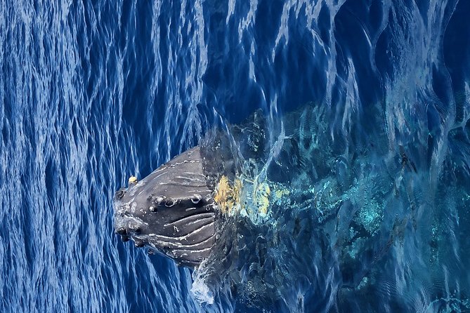Whale Watching Experience - Price and Value: Does $102.20 Make Sense for a 2-Hour Whale Watch?