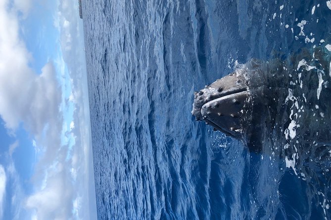 Whale Watching Experience - Who Should Book This Whale Watch, and Who Should Rethink It