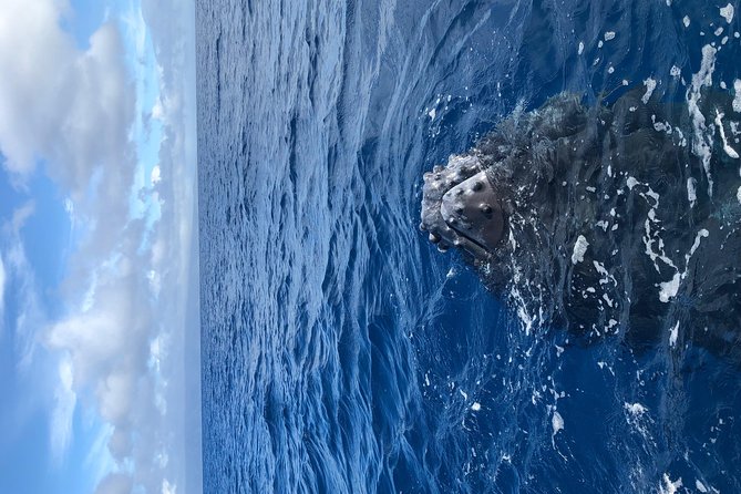 Whale Watching Experience - Final Call: Should You Book the Kaanapali Humpback Raft Watch?