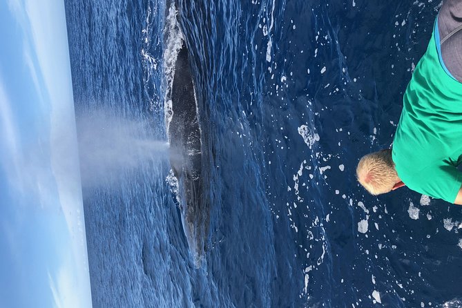 Whale Watching Experience - The Raft-Style Boat Advantage for Close Humpback Views