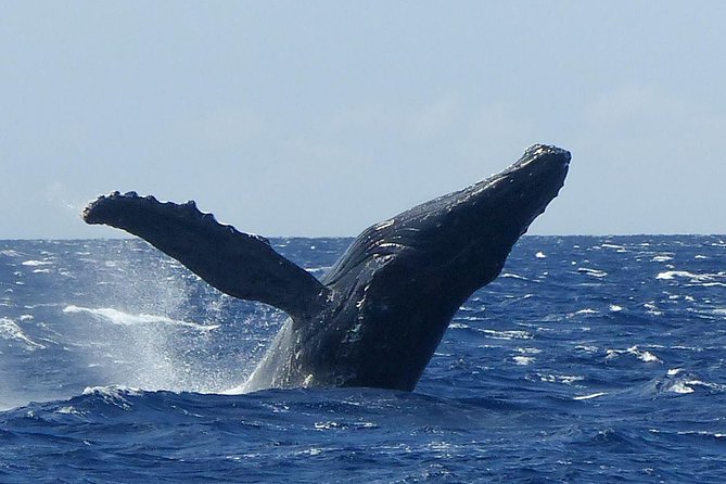 Whale Watching from Ma'alaea Harbor - How Ma’alaea Harbor whale watching really plays out