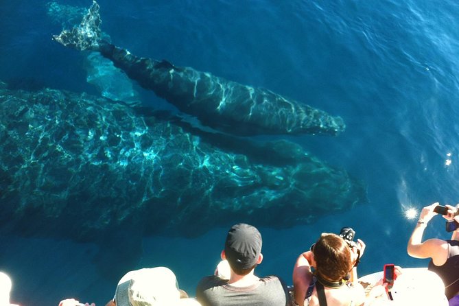 Whale Watching from Ma'alaea Harbor - Underwater hydrophones: hearing whale songs, not just spotting whales