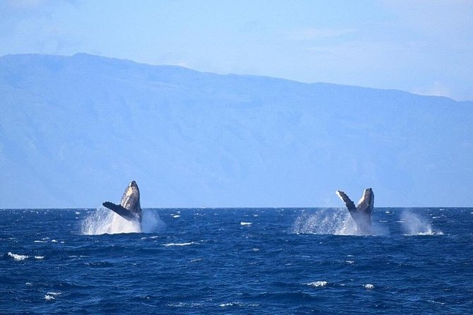Whale Watching from Ma'alaea Harbor - The sighting guarantee: what it means (and what it can’t control)