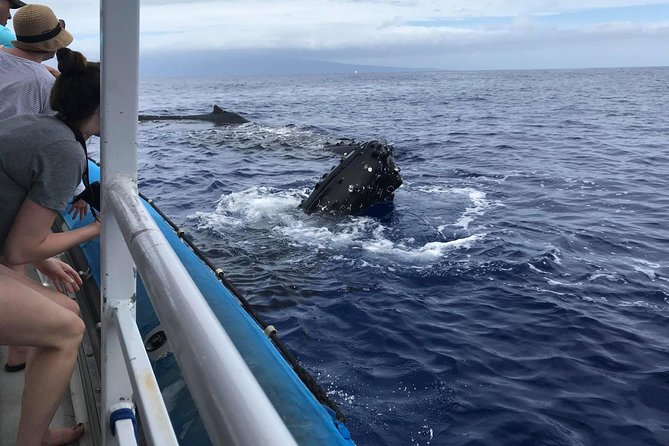 Whale Watching from Ma'alaea Harbor - Comfort, weather, and the “photo push” factor