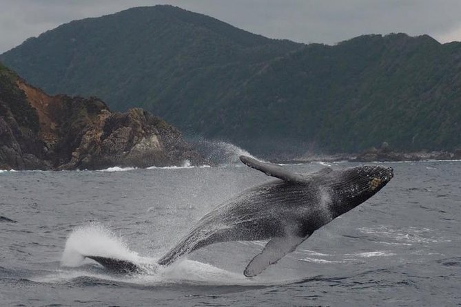 Whale Watching from Ma'alaea Harbor - Who this trip fits best (and who should consider alternatives)