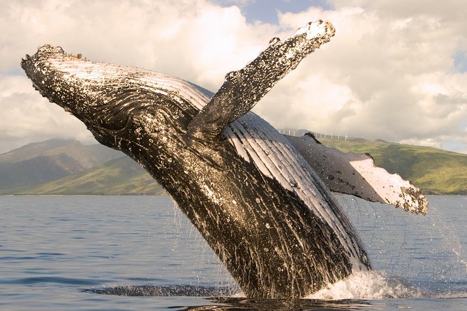 Whale Watching from Ma'alaea Harbor - Maui Ocean Center + Ma’alaea Harbor shops: the warm-up that makes it feel longer