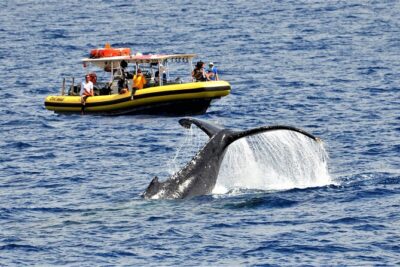 Whale Watching Maui: 2-Hour Small Group Raft Tour from Lahaina - Key things to know before you go