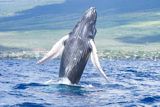 Whale Watching Tour on a Charming Hawaiian Catamaran From Maalaea - Key highlights you’ll care about