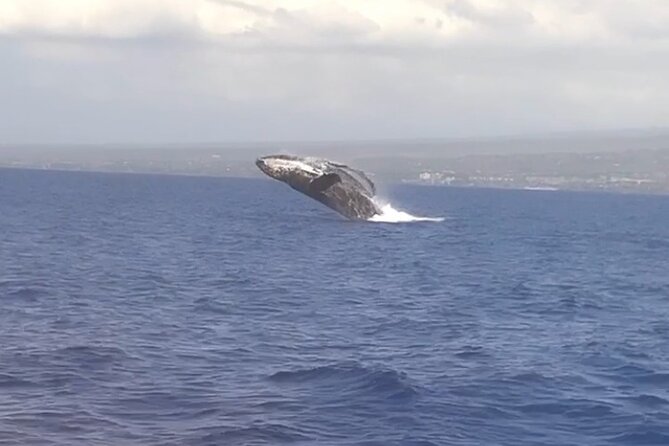 Whale Watching Tour on a Charming Hawaiian Catamaran From Maalaea - What you can realistically expect to see: humpbacks and close encounters