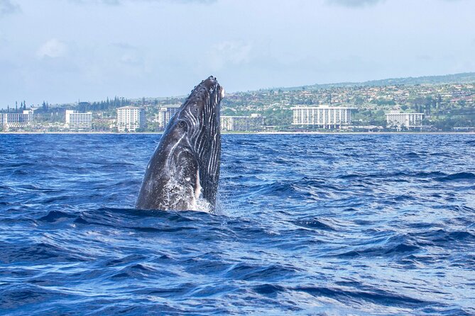 Whale Watching Tour on a Charming Hawaiian Catamaran From Maalaea - Deck comfort, snacks, and the small rules that change the vibe