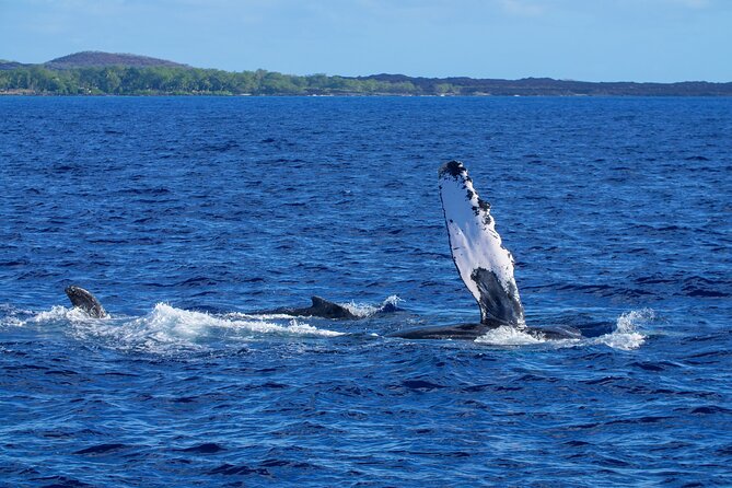 Whale Watching Tour on a Charming Hawaiian Catamaran From Maalaea - Price and value: $85 that actually includes the good stuff