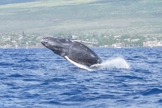 Whale Watching Tour on a Charming Hawaiian Catamaran From Maalaea - Weather, timing, and how to pick the day that feels best