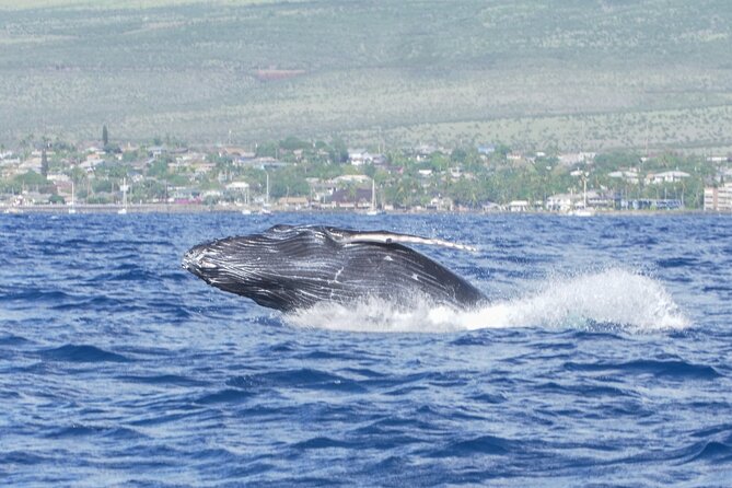 Whale Watching Tour on a Charming Hawaiian Catamaran From Maalaea - Who should book the Winona whale watching tour