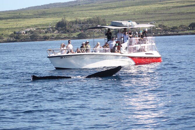 WHALES GUARANTEED Maui Whale Watching Makai Adventures - Fast boat, comfy seating, and open viewing: what you’re really paying for