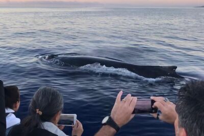 WHALES GUARANTEED Maui Whale Watching Makai Adventures - Mala Boat Ramp check-in: getting on board without stress