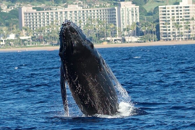 WHALES GUARANTEED Maui Whale Watching Makai Adventures - Price and value: is $97.41 worth it for 2 hours 15 minutes?