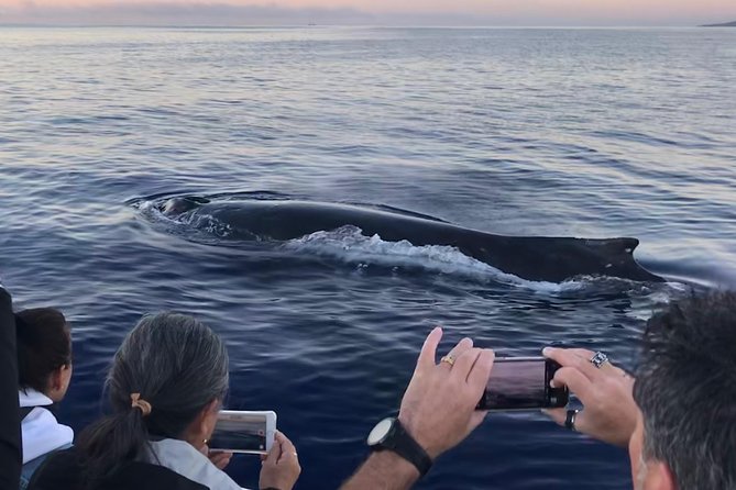 WHALES GUARANTEED Maui Whale Watching Makai Adventures - Mala Boat Ramp check-in: getting on board without stress